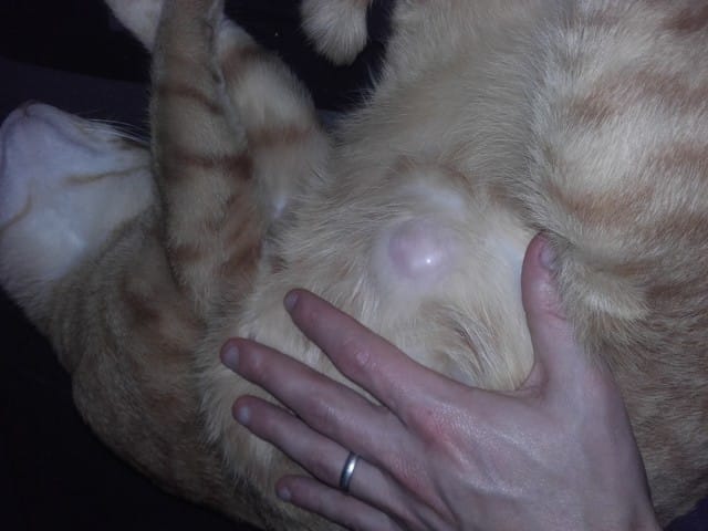 Mon chat Symba à boule au ventre ! Besoin d'aide svp !