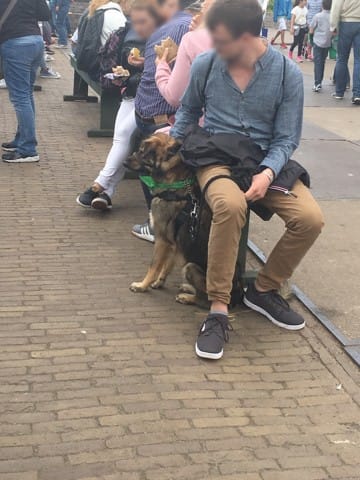 Quelle est cette race ?