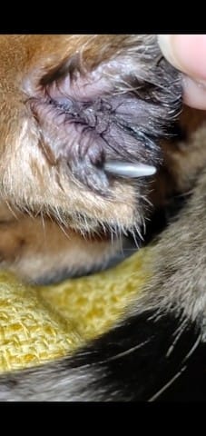 Chat : Problème entre 2 doigts de la patte arrière