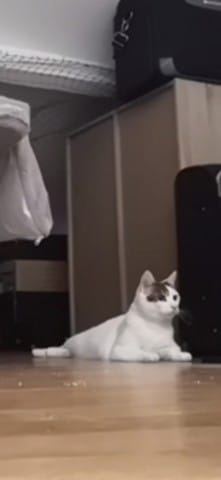 Nouveau chat craintif se cache depuis 1 mois