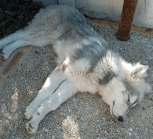 Recherche possesseur malinois femelle pour croisement loup tchèque