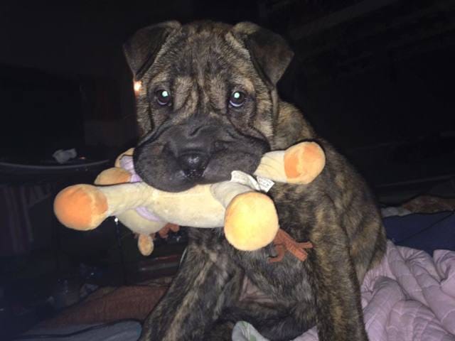 Et voilà Karma un shar pei croisé hmmm ?