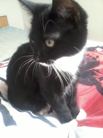 Chat réveil-matin...