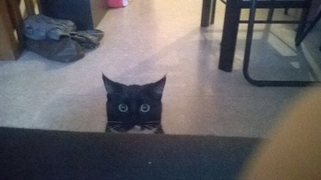 Sujet pour rire avec nos chats :)