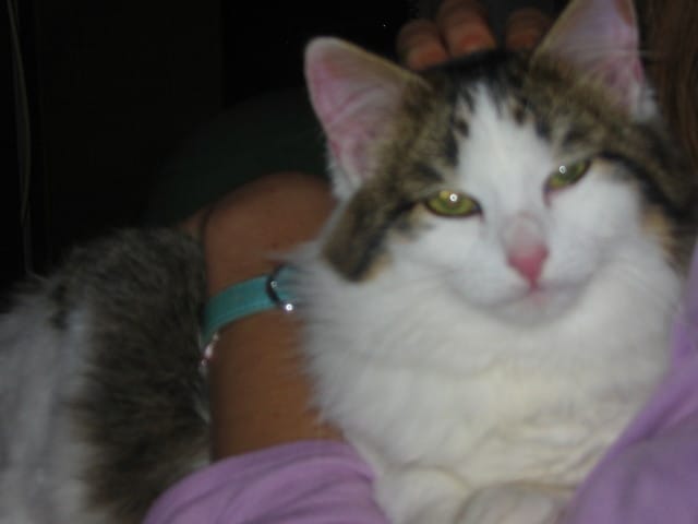 des bébés a quelle age