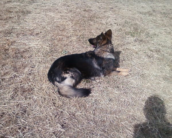concour photo chien