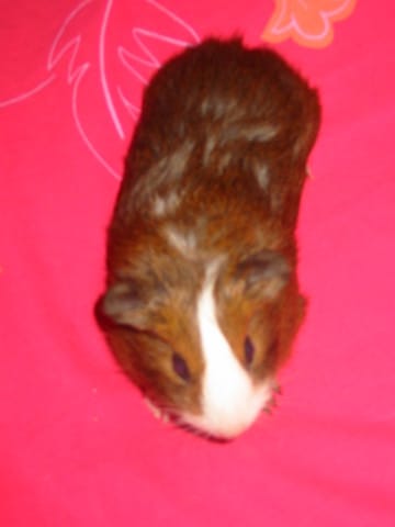 de la gestation au sevrage.