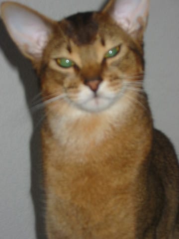 Recherche femelle Abyssine pour saillie!! 