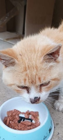 Croûte sur  le nez de mon chat