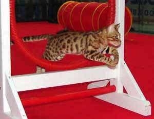 agility cat !!!
