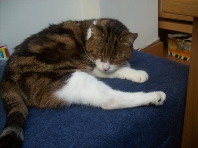 Comment faire si mes 2 chats ne s'entende pas?