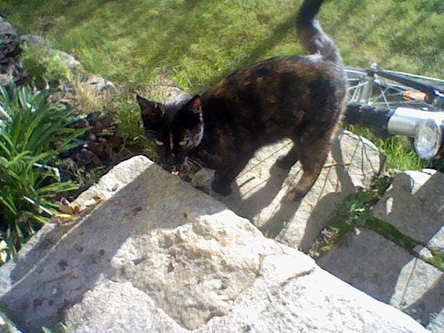 J'ai l'impression que mon chat ne boit pas!