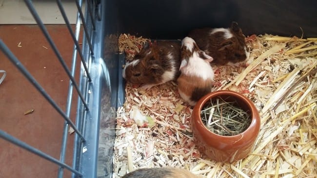 naissance cochons d inde