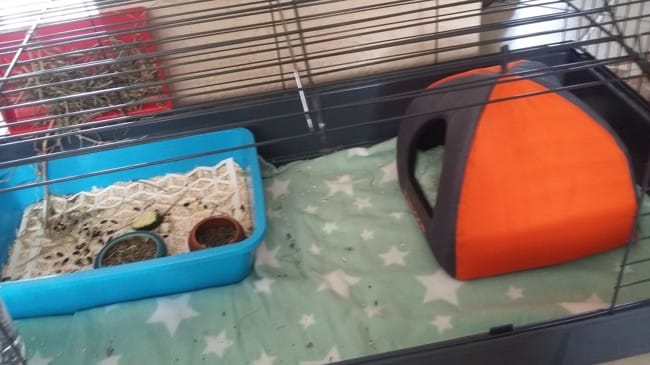sevrage bebe et nouvel ami