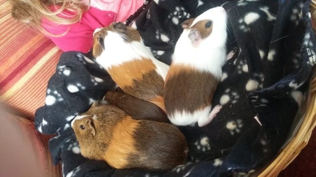 c est l heure de la sieste...
