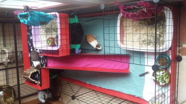 cavy cage finie