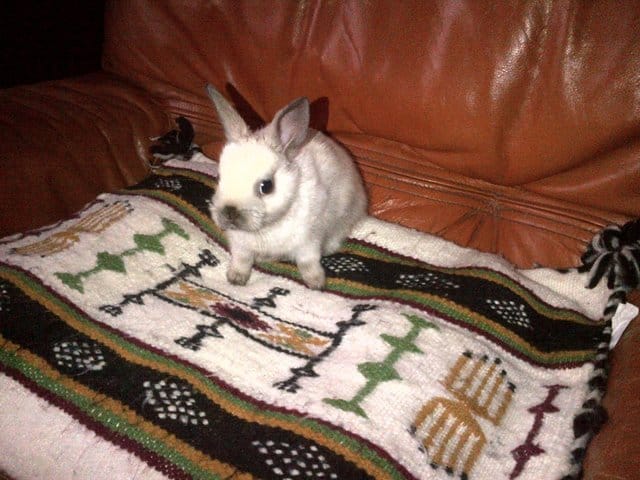 Lapin perdu, que faire?