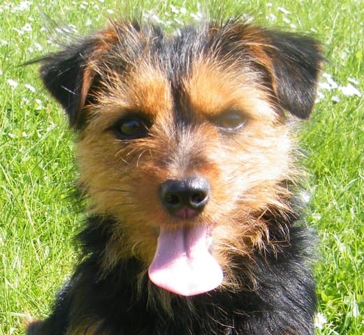 VOTEZ POUR LUNA
