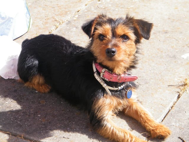 Votez pour mon Yorshire Terrier Luna