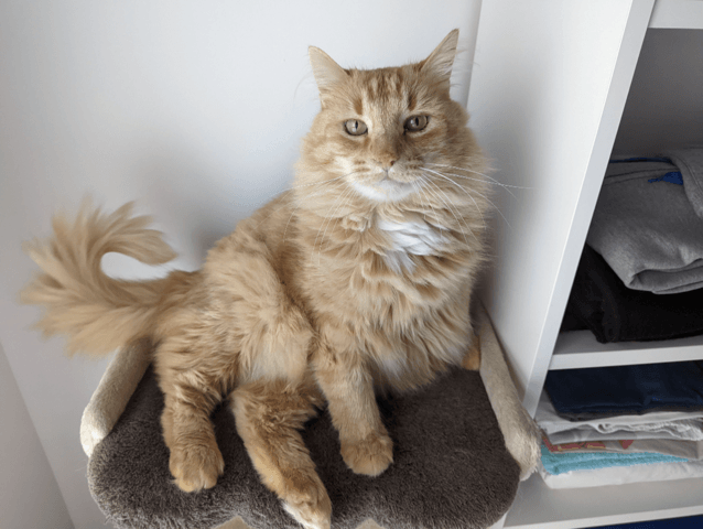 Quelle race pour mon chat