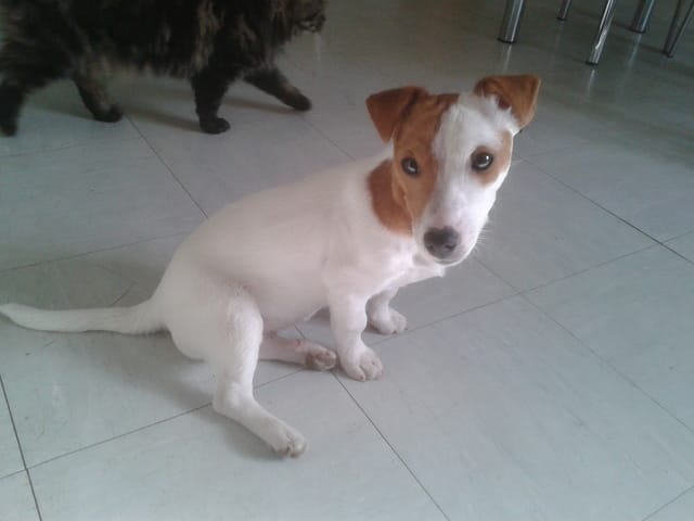 Poids d'un jack russel