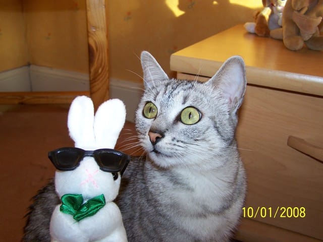 Je vous présente mon chat Luna