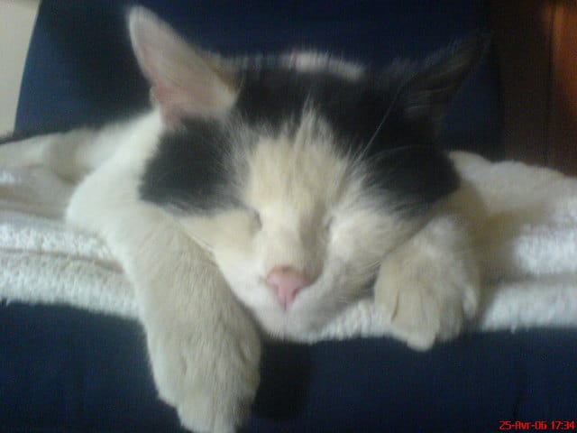 Un hommage à mon chat Omaley