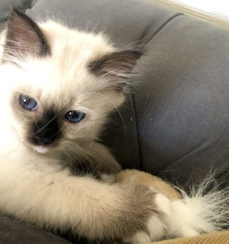 Luna Rose vient de nous rejoindre