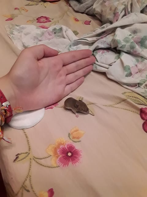 J'ai trouvée un bébé souris, que dois je faire ?