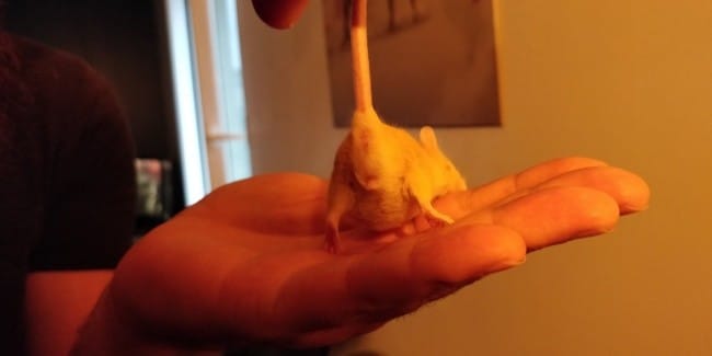 Sexage : souris mâle ?