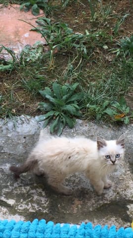 De quelle race est ce chaton ? Et quel âge à peu près ?