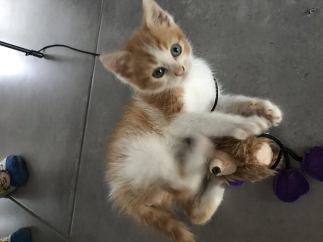 Mon chaton aura t il les poils long?