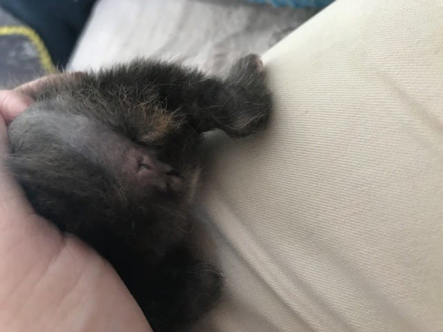 Quel est le sexe des mes chatons