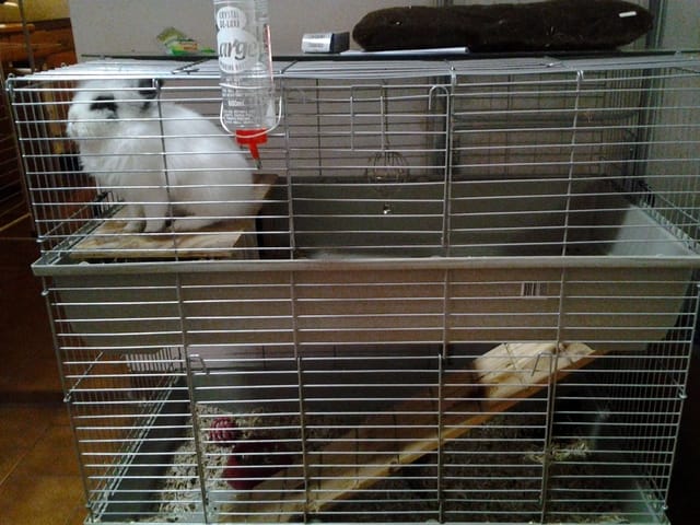nena m a petite lapine me mord