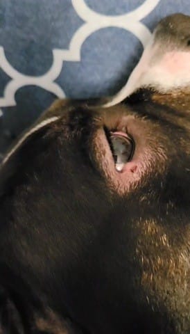 Ma chienne a un bouton sur l'œil