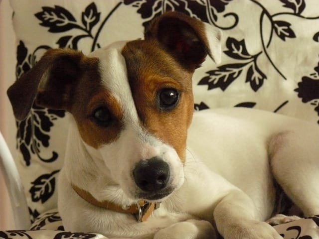 RECHERCHE UNE DEMOISELLE JACK sur le bassin d'arcachon