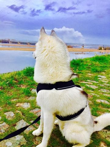 Balade chien nordique