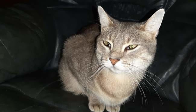 Mon chat à des yeux bizarre