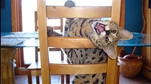 Pourquoi et pourquoi pas prendre un chat savannah ?