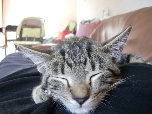 nouvelles photos de Berlioz