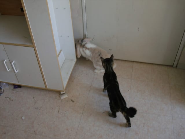 le plus beau des minet qui joue avec biscotte  :)