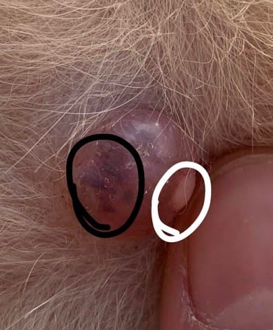 MAmelle enflé chat mâle 16 ans ...