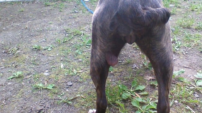 pouvez me dire se que mon chien a sur le derriere de sa patte