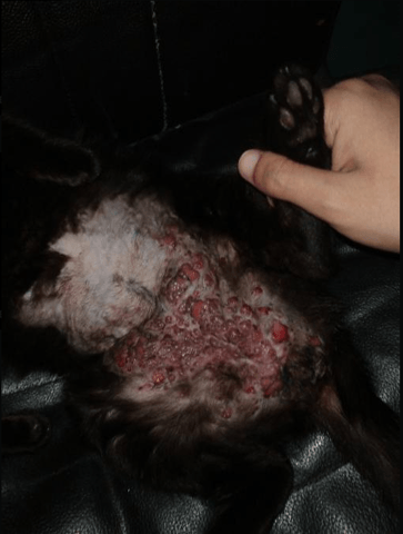 Ma chatte a des sortes de blessure au niveau de son ventre et de ses mamelles.