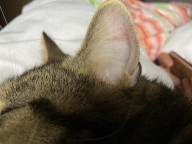 Mon chat a des boutons rouges à l’intérieur des oreilles