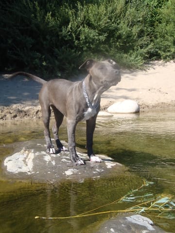 Vos toutous et l'eau