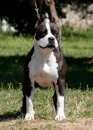 Idée de nom en D......Pour mon futur CHAMPION !!