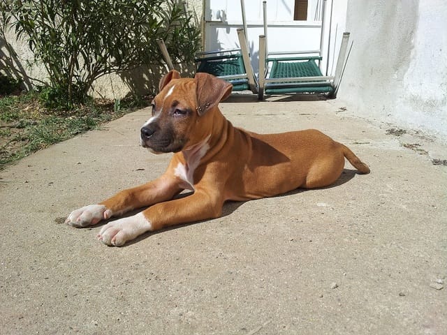 futur champion ?