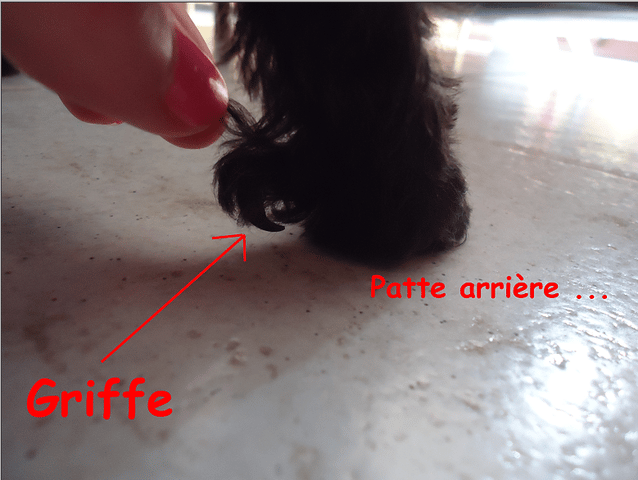 Mais c'est quoi ce truc là ?? 