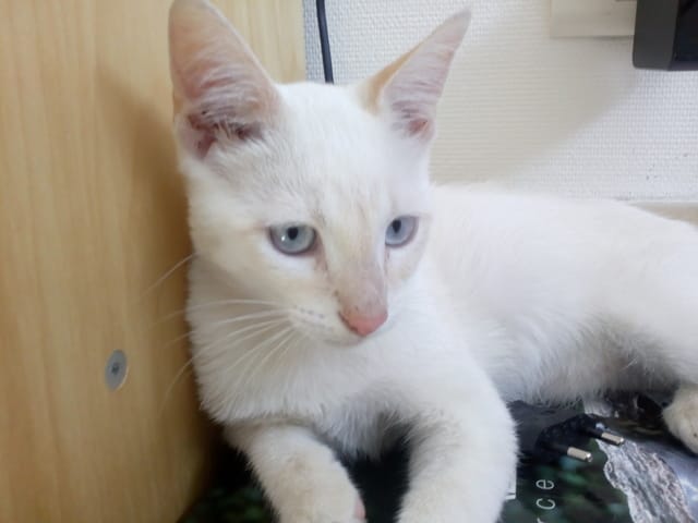 Mon chaton, quelle race ?